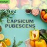 Capsicum Pubescens